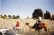 CAMEL2.JPG (7087 bytes)