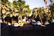 EJPALMS.JPG (8421 bytes)